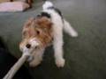 Toy Fox Terrier video