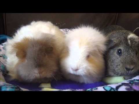 how to treat guinea pig mites