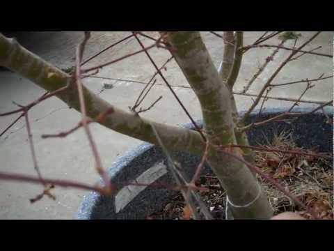 how to plant acer tree