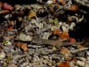 Western Whiptail, Cnemidophorus tigris Western Whiptail, Cnemidophorus tigris