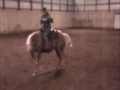 Dunits Lil Buttercup - Daughter of Dun It With A Twist For Sale