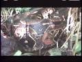 anaconda boa constrictor caiman earth sessions amazon