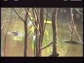 anaconda boa constrictor caiman earth sessions amazon