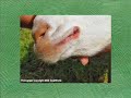 Goat Managment Presentation 1 of 4 Goat Managment Presentation 1 of 4