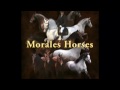 Jandira DD Black Andalusian Filly