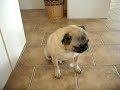 intellectual pug intellectual pug