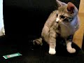 ????...?????? - Yuck!! but once more... -