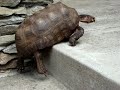 Cedrick the Tortoise gets stuck Cedrick the Tortoise gets stuck