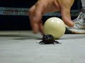 Giant Flying Beetle Giant Flying Beetle