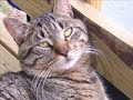 Tucker McQueen and Ms Elvis the Cat