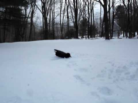 Raven Snow