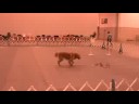Conner's 1st Utility Leg