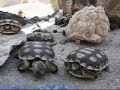 The Tortoises and The Turtles