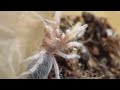 Click here to watch this video Grammostola rosea - Chilean Rose Hair Spiderling Attacking Mealworm
