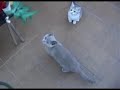Cachorros Aquarelle
