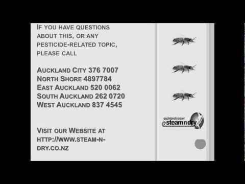 how to get rid of wasps nz