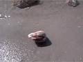 Clam getting around