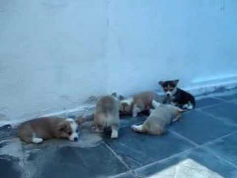 Welsh Corgi Pembroke