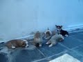 FAIRIELAND Welsh Corgi Pembroke