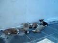FAIRIELAND Welsh Corgi Pembroke