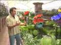 Chihuly at Phipps Conservatory and Botanical Gardens
