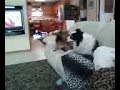 Tiny Dawg vs. Big Dawg