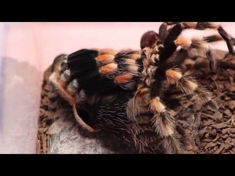 YouTube reptile video
