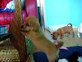 India her puppies 081008