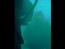 ODW meets Sea Horse´s \"Cousin\" ODW meets Sea Horse´s \"Cousin\"
