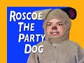 roscoe the party dog: pool party   comedy time