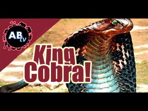 YouTube reptile video