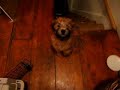 puppy rocket coming up stairs