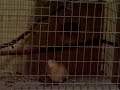 Ringneck Dove Bow Coo and Laugh