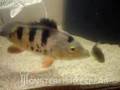 RTC x TSN vs Sunfish by TheTrust - MonsterFishKeepers