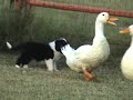 Border Collie puppies at 4 weeks old with ducks Border Collie puppies at 4 weeks old with ducks