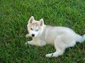 huskey pups