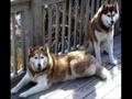 huskey pups