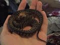 My new Woma Python!