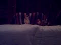 Wonder Pets: Mingming\ Wonder Pets: Mingming\