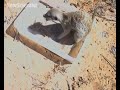 Meerkats attend scorpion-hunting kindergarten Meerkats attend scorpion-hunting kindergarten