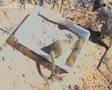 Meerkats attend scorpion-hunting kindergarten