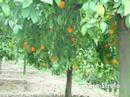 NARANJA (JERUK SPANYOL)