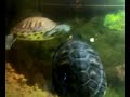Parade des tortues