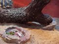 Bartagame frisst Maus/ bearded dragon eats pinky