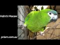 Hahn's (Red-shouldered) Macaw (Ara nobilis) priam.com.au