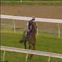 Return of the Greatest Racehorse ever!
