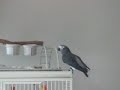 Sheba talking a little