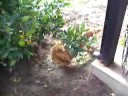 Cookie playing in the backyard