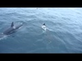 Orcas play with Elephant Seal
