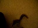 H�rnchen beim Handtuch zerlegen